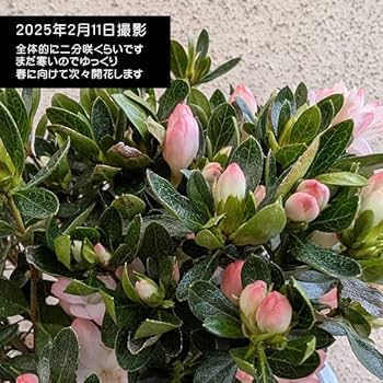 ツツジ造花盆栽 本絹手造り 鉢付 総高さ40㎝ 茶道具 茶室飾 インテリア 置物 ネジッテBONSAIキット 松 MIYUKI -の商品詳細 | 蔦屋書店