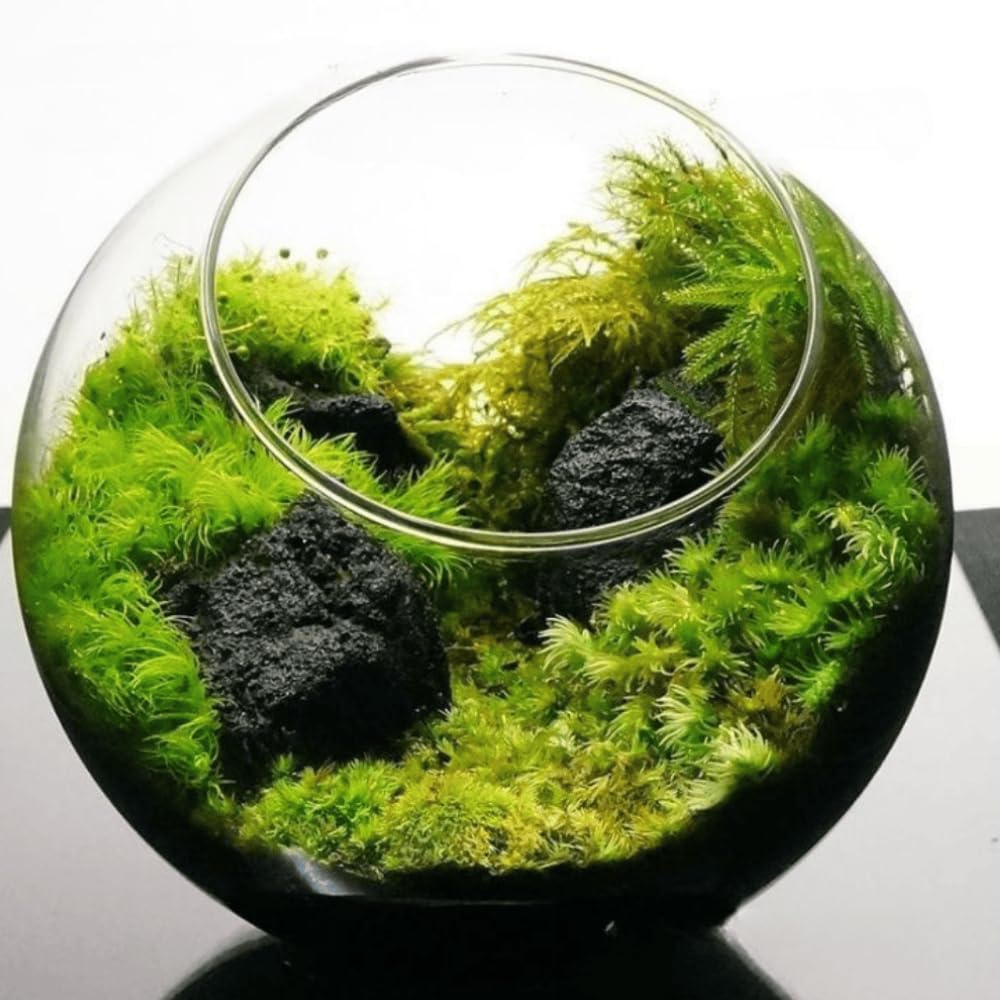 苔テラリウム　コレクション No.１ 苔テラリウム一品物シリーズ（1） | 「ちいさな苔屋さん」ネット