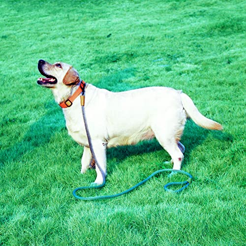 lynxking-Dog-Leash-Rope-Dog-Training-Leash-2FT-6FT-Strong-Heavy-Duty-Braided-Training-Lead-Leashes-for-Small-Medium-Large-Dogs - Cucciolini Doodles   lynxking-Dog-Leash-Rope-Dog-Training-Leash-2FT-6FT-Strong-Heavy-Duty-Braided-Training-Lead-Leashes-for-Small-Medium-Large-Dogs