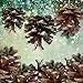BANBERRY DESIGNS White Tipped Pinecones - Bag of Approx. 30 Real Pine Cone Ornaments Assorted Sizes - Frosted Tips Strings - Rustic Natural Small Pinecones Bulk - Fall Christmas - 1.5 Inch to 2.5 Inch