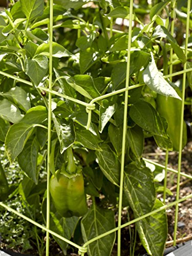 Gardener's Supply Company Pepper And Eggplant Cages Plant Stand | Heavy Gauge Sturdy Garden Plants Support For Eggplants Peppers And Other Climbing Plants | No Assembly Needed | Red 24" H (Set Of 3) #TOP5