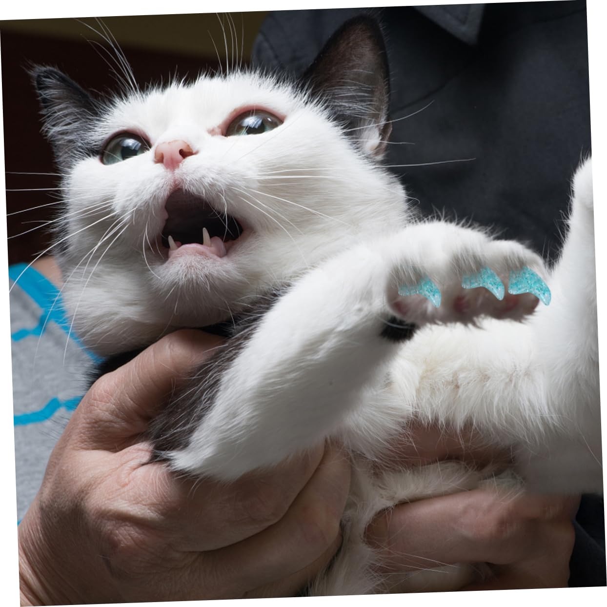 BESPORTBLE 300stücke Katzenkrallenabdeckungen Natürlichem Rutschfester Krallenschutz Für Katzen Und Kätzchen Sanfte Krallenpflege Und Für Unterwegs