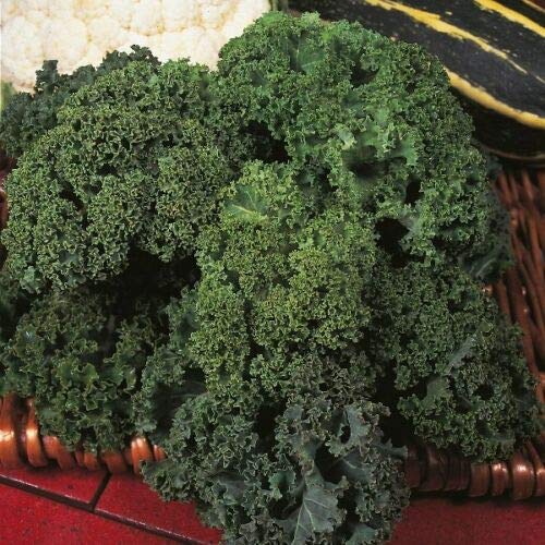 Suffolk Herbs - Organic Kale Westland Winter - 50 Seeds by Wafer