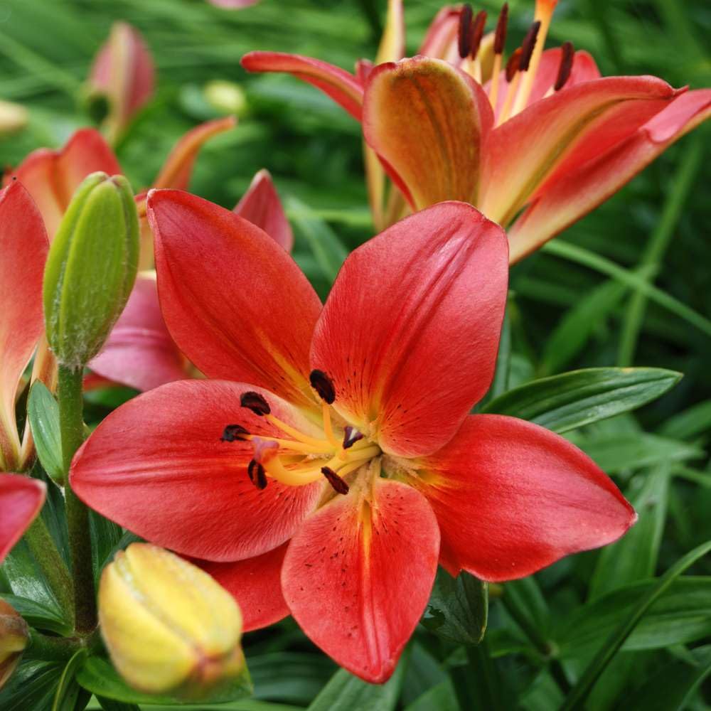See full amazon price history chart for Asiatic lily flower/lilium bulbs, High germination (Pack of 7) Asiatic lily flower/lilium bulbs, High germination (Pack of 7) (B0CM6M47JK) Amazon Price History, Amazon Price Tracker