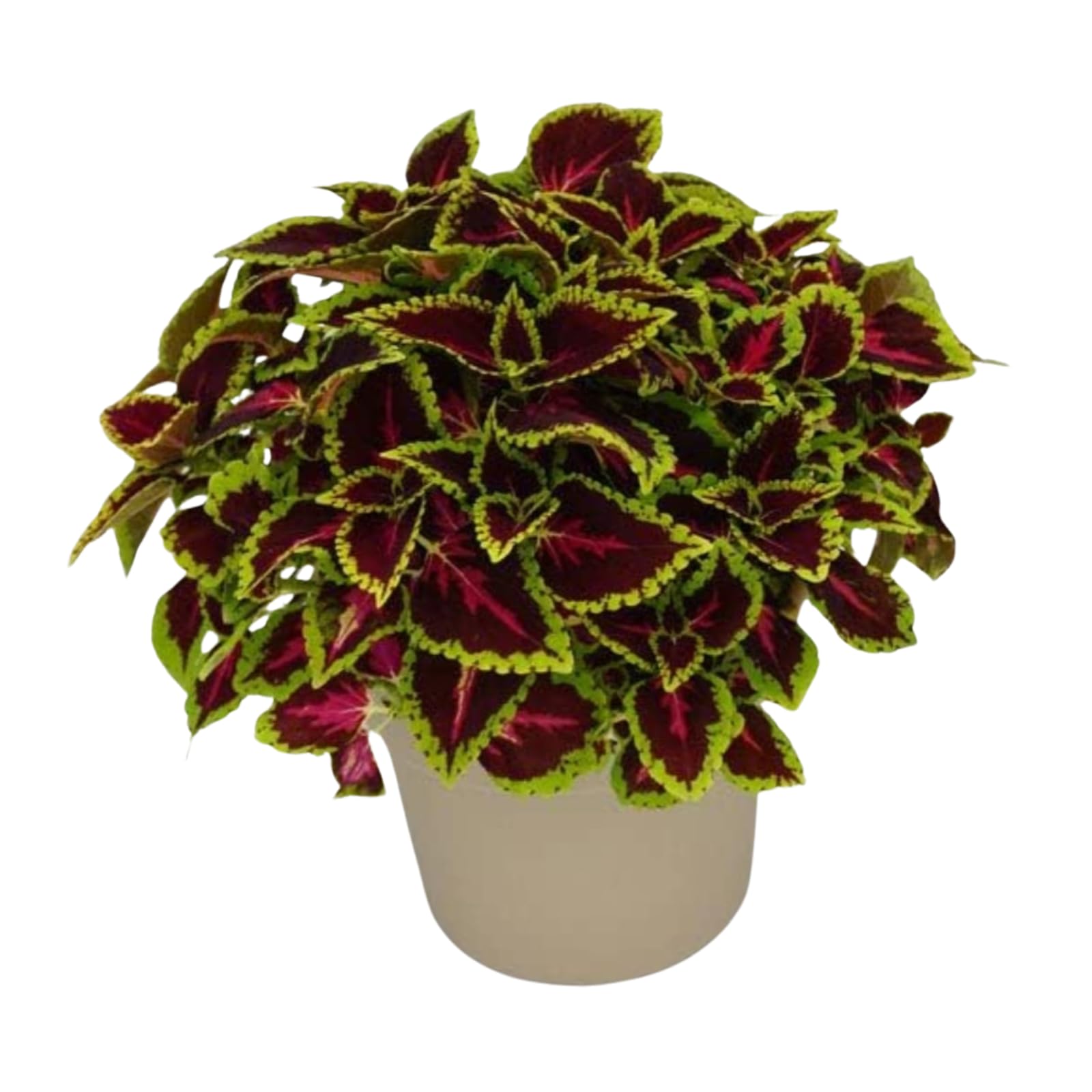 EVERGREEN HUBS Coleus Beautiful Colourful Leaves Live Plant, Coleus mix Color Plant, Ornamental Live Plant For Indoor And Gardening : 1 Healthy Live Plant With Plastic Pot (‎25 x 10 x 10 CM) (B0D9JWQ157) Amazon Price History, Amazon Price Tracker