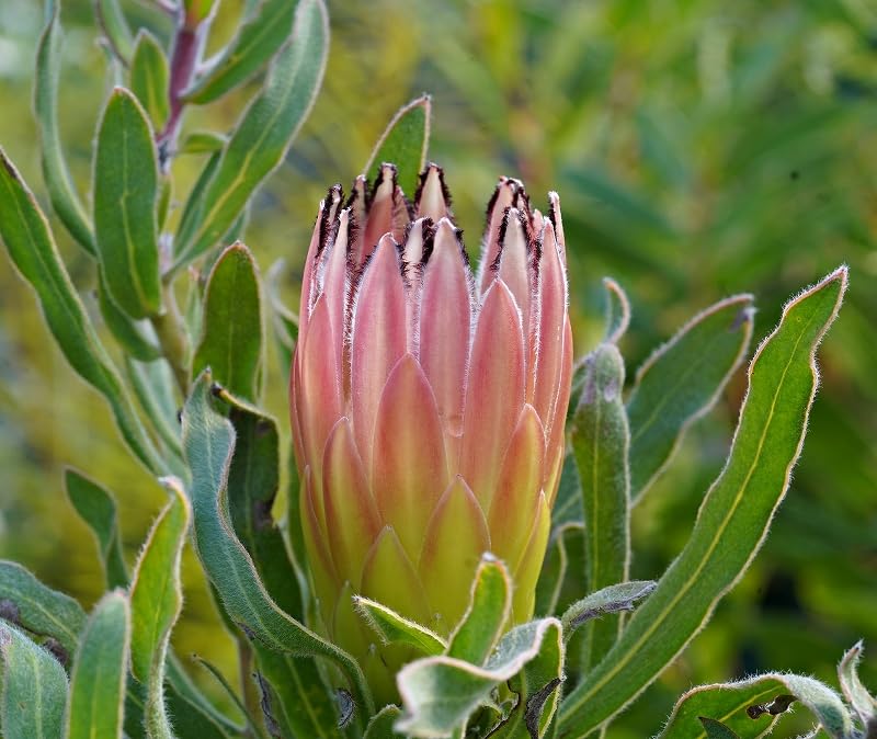 Amazon.co.jp: Protea Boucherry No. 3 Long Pot : DIY, Tools
