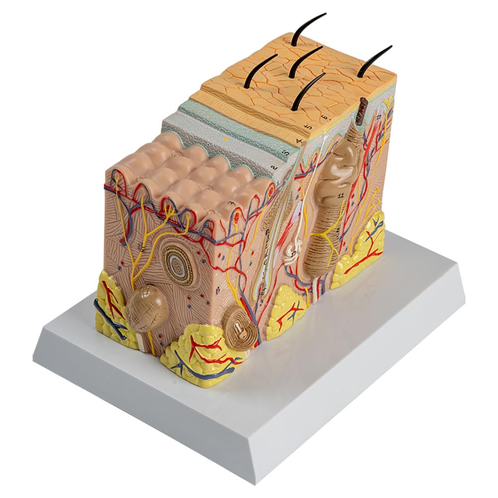 TYZDLSM 35X Magnified Skin Anatomical Model, Skin Layer Structure Model, PVC Medical Teaching Tool, for Anatomy Study and Learning, Science Study Education