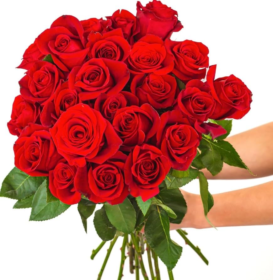 Ramo de Rosas Naturales Flores Frescas Color Rojo Ramo con 25 Flores de Temporada