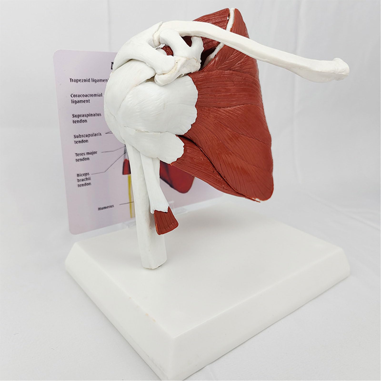 Anatomía Humana Musculoso Hombro Cinturón Escápula Clavícula Modelo Esqueleto Articulación Ligamento Médico Equipo De Enseñanza