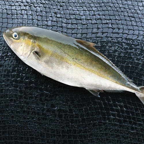 Amazon まるごと一匹 活〆カンパチ 3 5kg前後 国産 海鮮活活本舗 鮮魚 通販