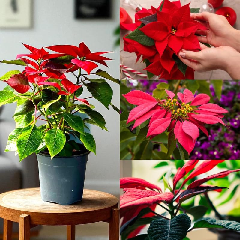 Real Red Poinsettia (Euphorbia pulcherrima) Festive houseplant Live Plant (Pack of 1 Live Plant)-image-5
