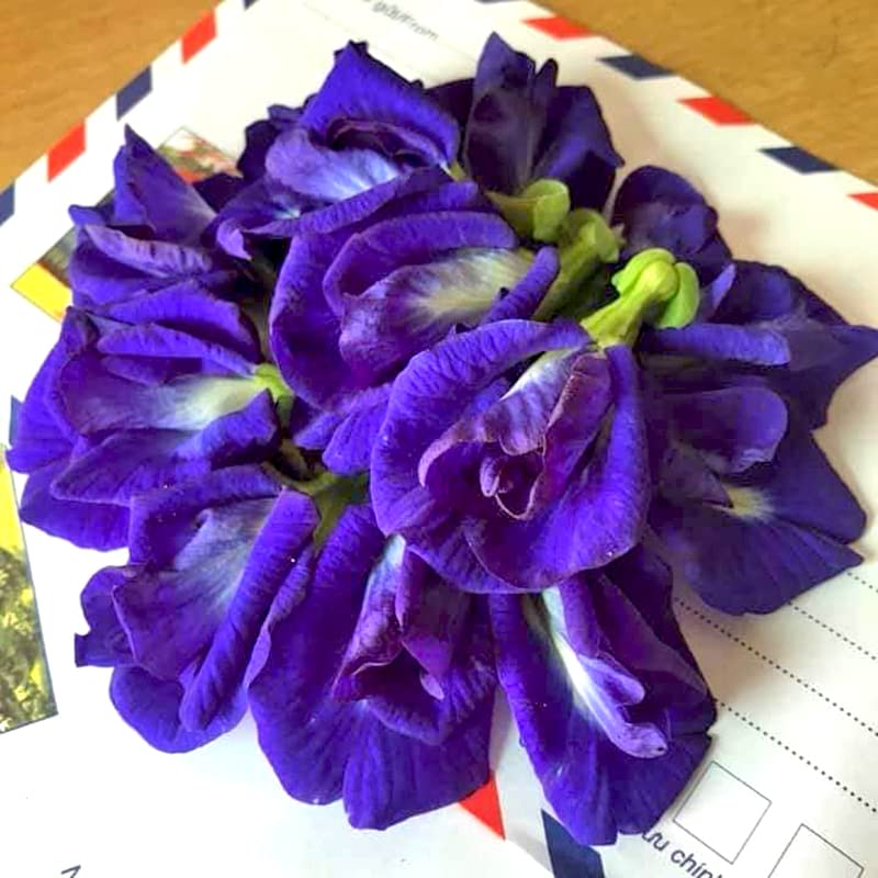 Buy 80 Butterfly Pea Flower Ilinois USA, Blue Butterfly Pea Vine , NonGMO , (Clitoria