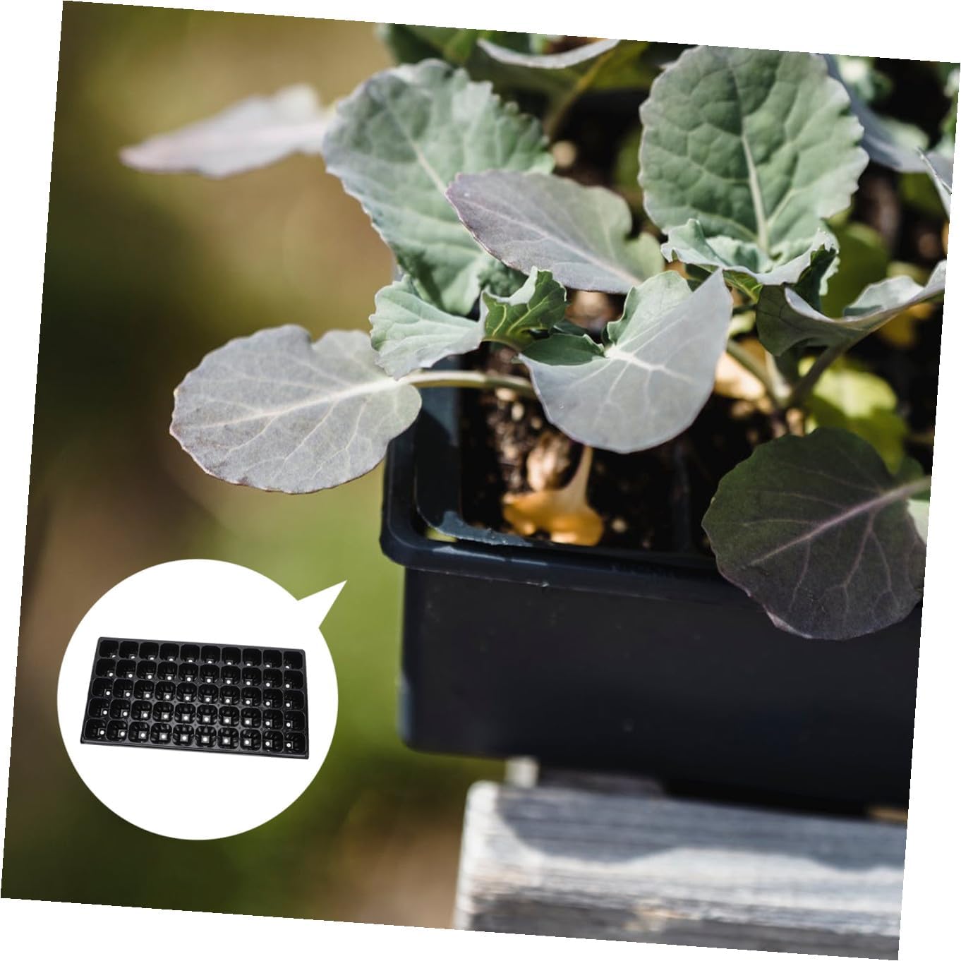 10pcs Vegetable Planting Tray Germination Cases for Indoor Gardening for Seed Starting and Plant Propagation Strong and Sturdy Trays