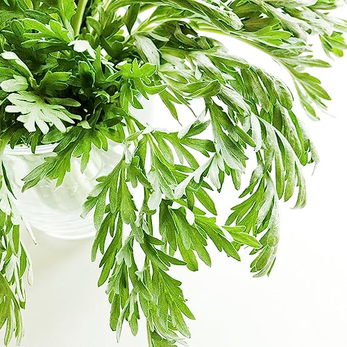 1000 Pcs Einjähriger Beifuß Samen - Artemisia Argyi - Pflanzen Winterhart Draußen, Balkon Pflanze Beifuß Pflanze Kräuterpflanzen, Gartenpflanzen Kräuter Samen, Hochbeete Für Garten – Bild 3