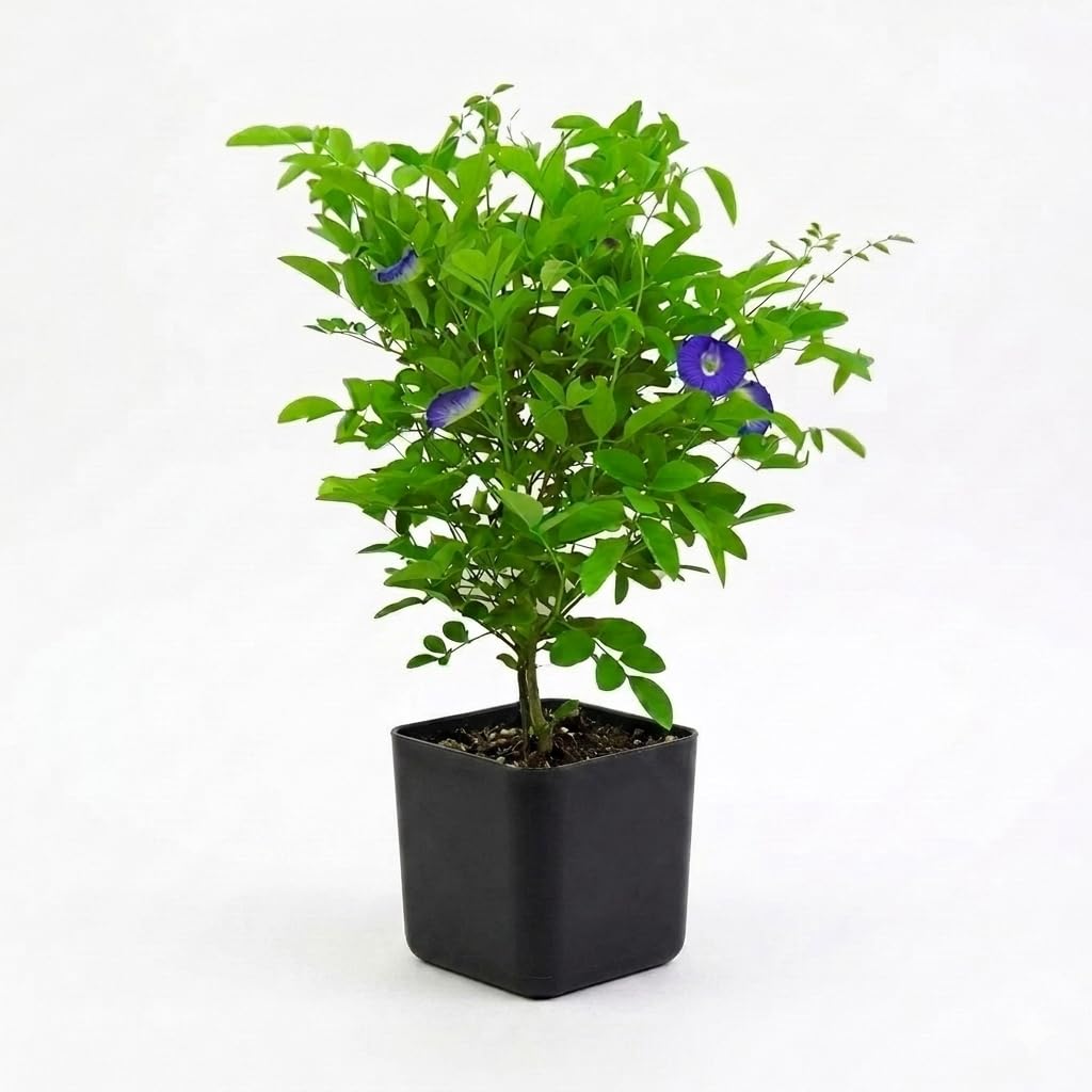Live Blue Aprajita Plant Butterfly Aprajita pea flower,garden and indoor outdoor growing Blue Clitoria Ternatea Flowering Vine (pack of 1)-image-20