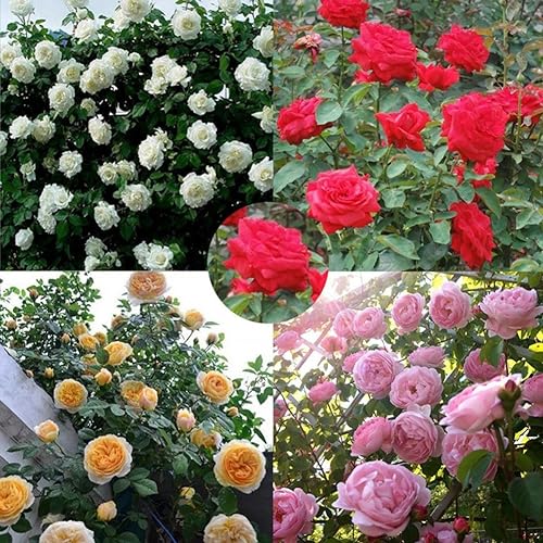 kiskick Semillas de rosas trepadoras, 100 piezas Semillas de rosas trepadoras Planta de flores Hogar Jardín Techo Bonsai Decoración del balcón Amarillo