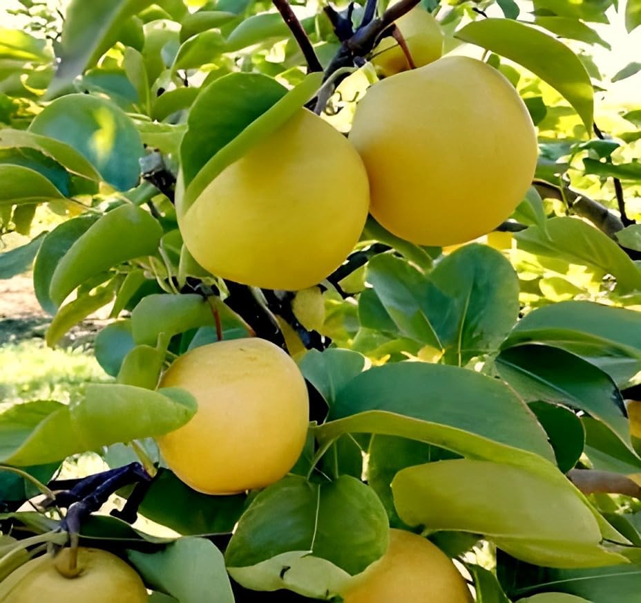 Image of Hybrid Healthy Live Plant Round Babugosha Tropical Fruit Plant /Nashpati /Pear Fruit Grafted for Home Garden Tree Plants (Pack of 1)