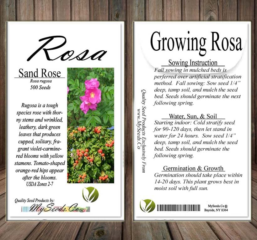 Amazon.com : Rosa Rugosa (Sand Rose, Hedgehog Rose, Wrinkled Rose
