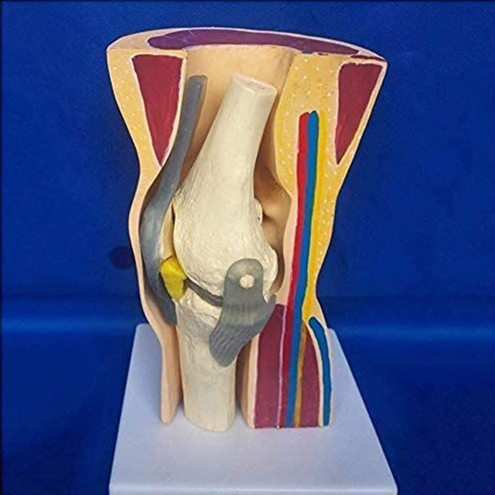 Modele dydaktyczne z zakresu biologii, Model anatomiczny mięśni szkieletowych z więzadłami do nauki i prezentacji. organu medycznego