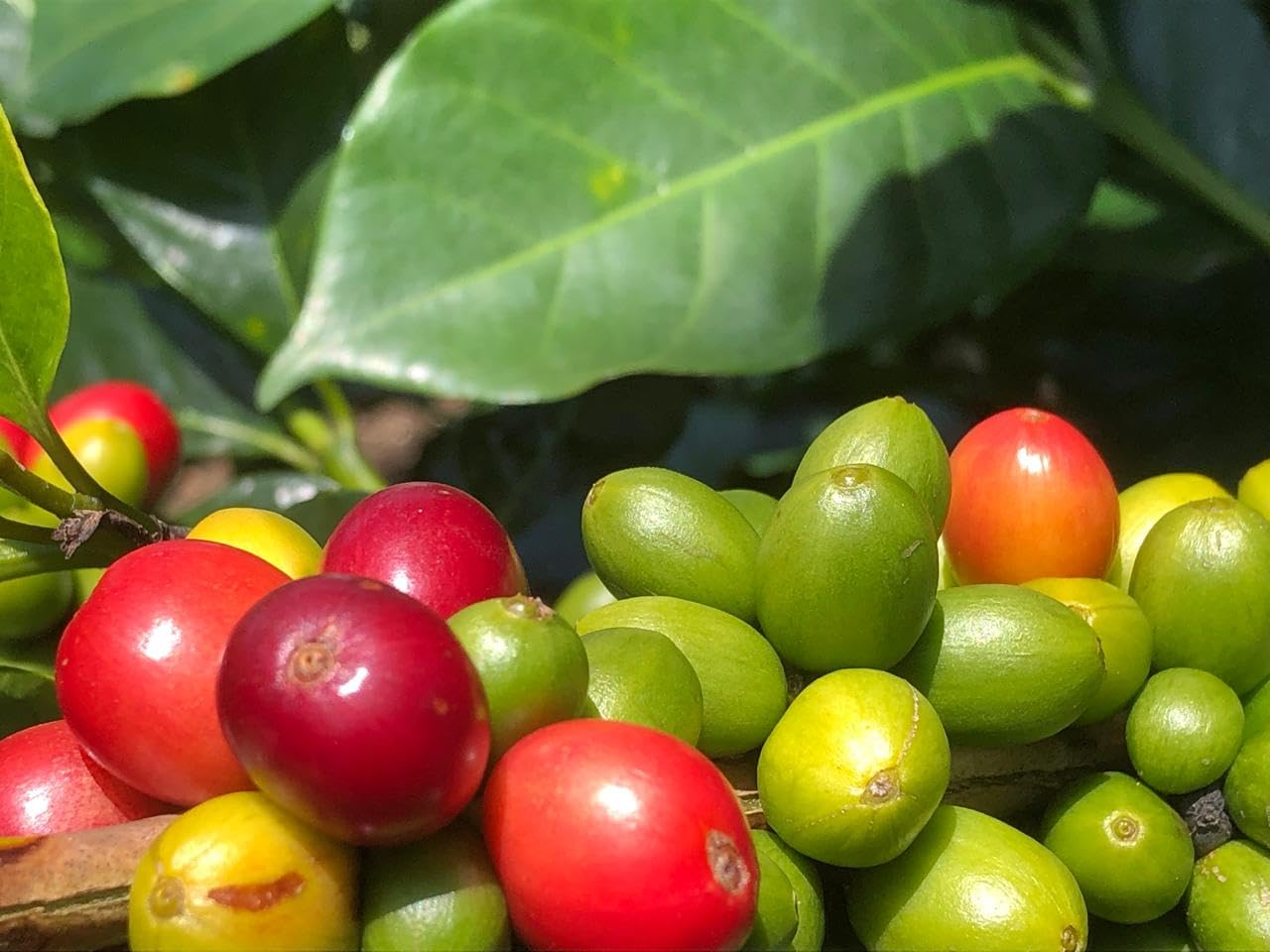 NOT THE SAME COFFEE - Specialty Coffee TANZANIA1KG - Caffè di specialità in grano - Fresco Tostato per Espresso e Italiana - Piccoli produttori