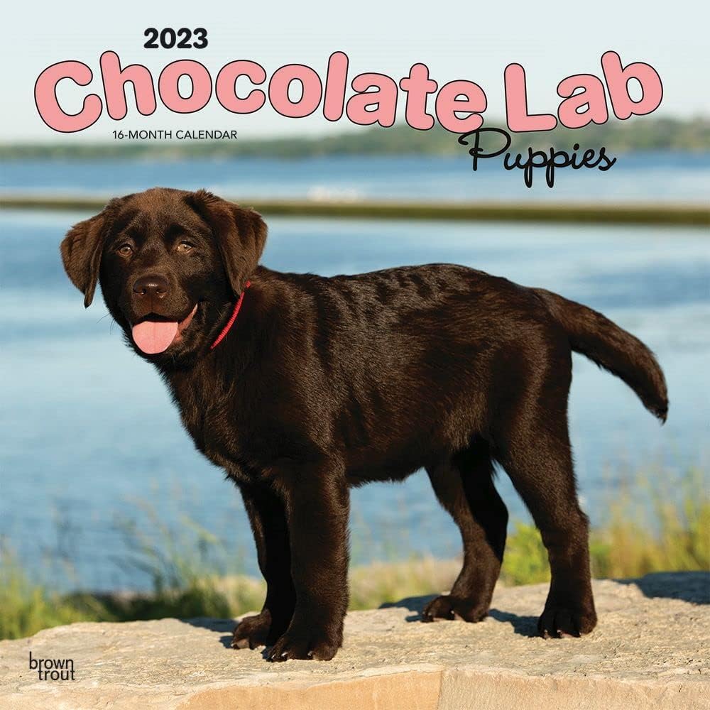 Chocolate Labrador Retriever Puppies | 2023 12 x 24 Inch Monthly Square Wall Calendar | BrownTrout | Animals Dog Breeds Puppy DogDays