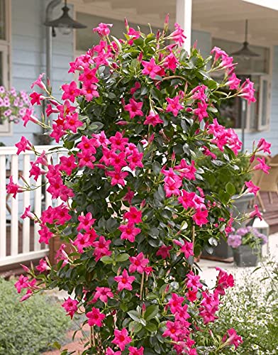 SHOP-SPEND-REPEAT one small Pink Mandevilla flower plant mandeville flower plant rock trumpet without pot without flowers Feng Shui plants flowering vines flowering creepers (B099PQ2GBW) Amazon Price History, Amazon Price Tracker