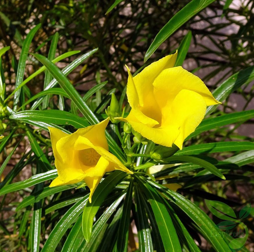 EasySeeds™ Kaner, Yellow Kaner, Yellow Oleander, Cascabela Thevetia, Lucky Nut, Peeli Kaner,Kolkaphul,Utonglei,Kaadukaasi Kanagalu Seed (Pack of 5 Seeds) (B09H65D8PH) Amazon Price History, Amazon Price Tracker