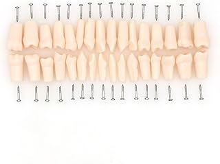 Dentalmall Dental Typodont Model 32Pcs Replacement Teeth Compatible with Kilgore NISSIN 200 Type M8025
