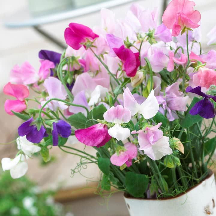 Flora Seeds Sweet Pea Flower Seeds, Pack of 50 Seeds | Summer Flower Seeds For Home, Garden, Terrace, Balcony Gardening & Indoor Decor