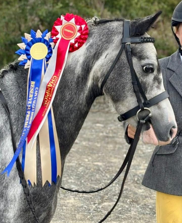 Hunter Snaffle Bridle with Plaited Browband & Rubber Reins-M&M/Native/Shetland/Pony/Cob/XF Full / Black