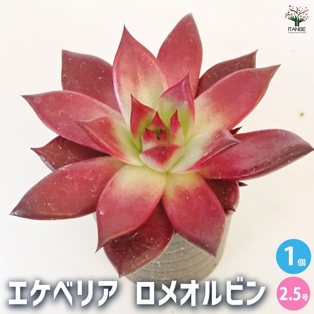 Amazon｜エケベリア ロメオルビン 2.5号 1個売り 多肉植物 学名