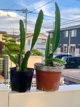 ドラゴンフルーツ苗（アメリカンビューティ）長大10本 ドラゴンフルーツ苗（アメリカンビューティ）長大10本 ドラゴン