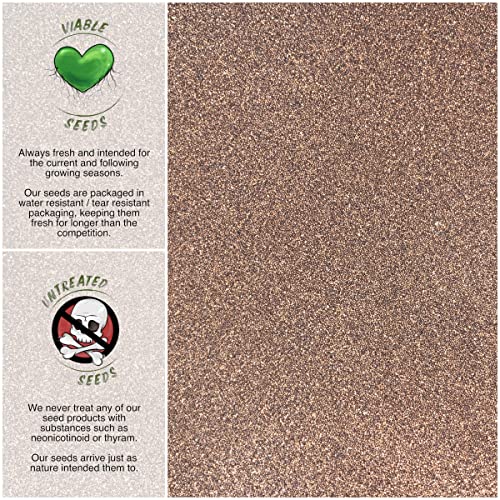 Seed Needs, Wild Creeping Thyme Seeds For Planting (Thymus Serpyllum) Heirloom & Open Pollinated - Great For Use As Groundcover (2 Packs) #TOP2