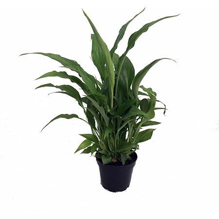 Peace Lily Plant - Spathyphyllium - Great House Plant - 4" Pot