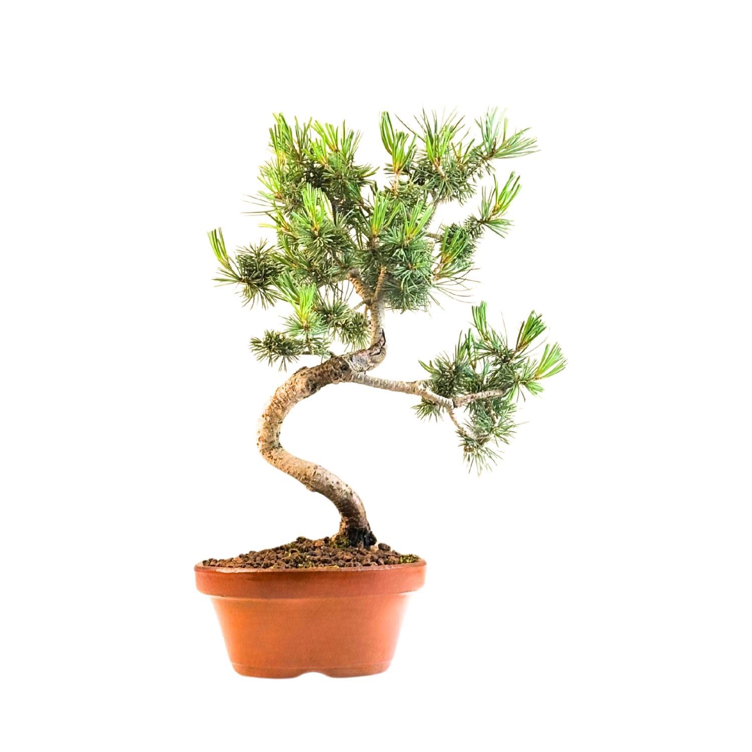 Bonsai Baum mit Keramik Blumentopf - Ligustrum, Ficus, Carmona, Podocarpus, Chinese elm - ca. 6-9 Jahre (16 cm Schale, Japan Weißer Kiefer Bonsai Pinus - ca. 9 Jahre alt, ca. 27 cm hoch)