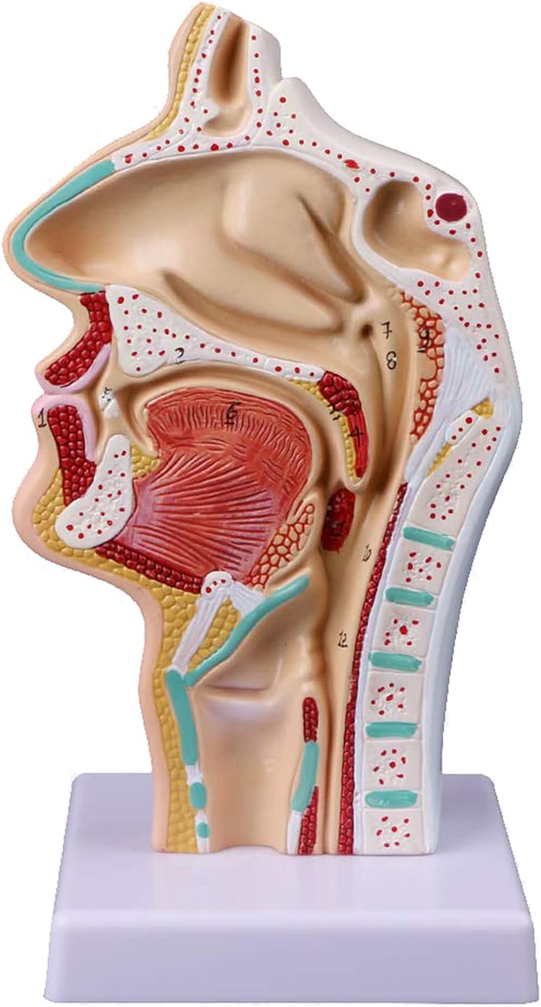 Soqolsiz anal jinsiy aloqa