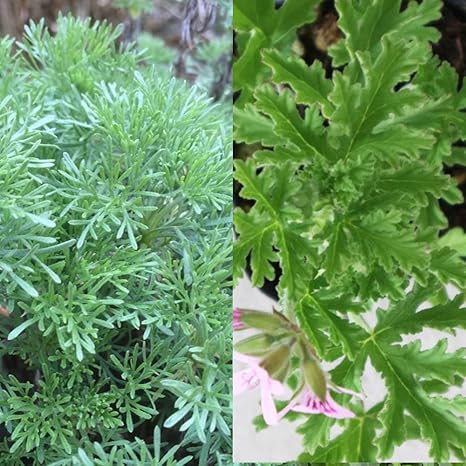 Amazon Co Jp 蚊よらず モスキートバスター ハーブ ゼラニウム 蚊連草 9cmポット 各2個セット 品種で選べる忌避ハーブ苗 セット内容 蚊よらず2個 モスキートバスター2個 合計4個 生きた芳香剤とも言われており 部屋の窓辺などに鉢植えを置いて 葉を振るなどし