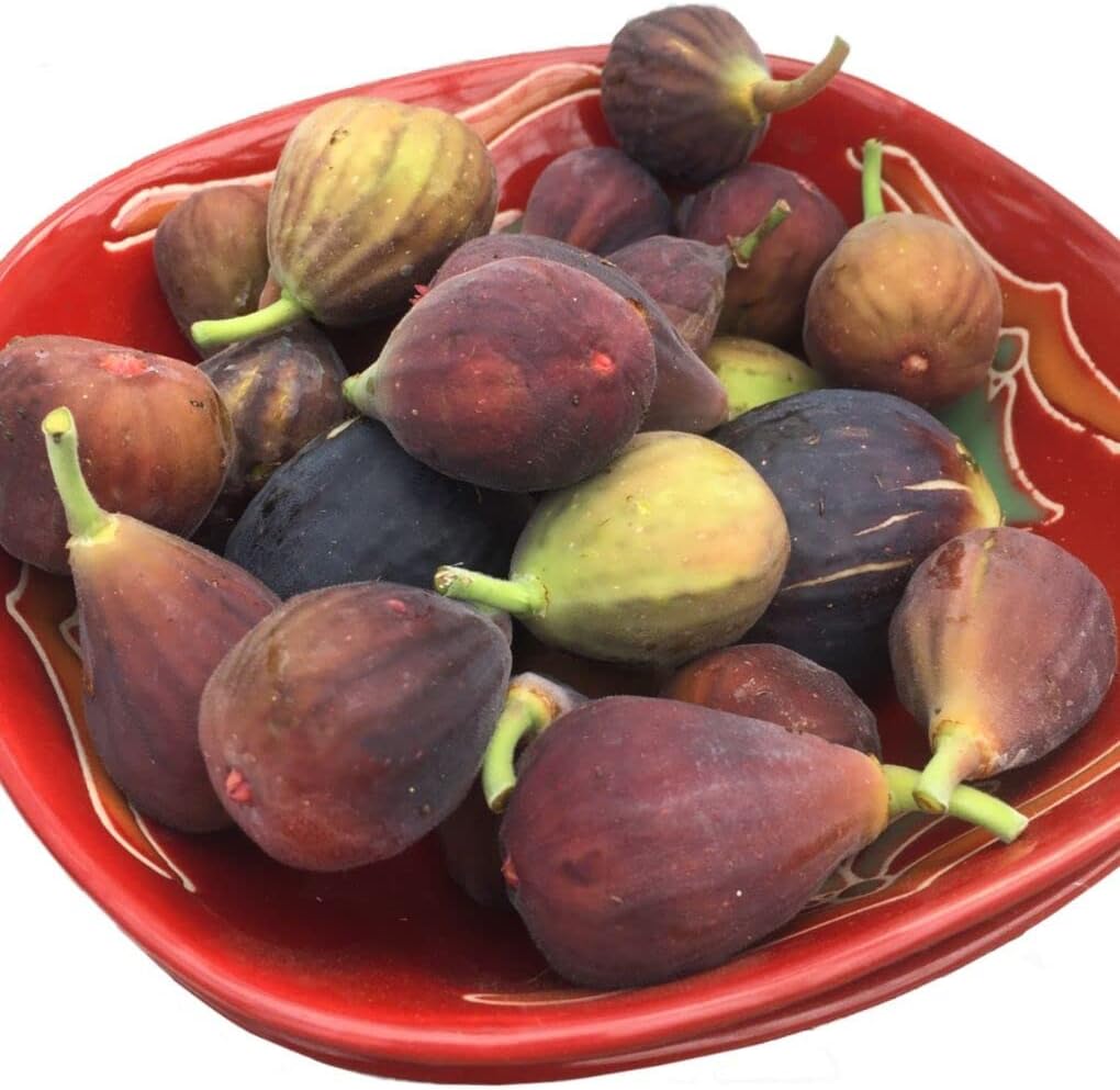 Fignomenal Dwarf Fig Tree – Dwarf Fig Plant – Self Fertile