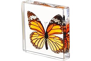 Exquisite Preserved Real Butterfly Specimen