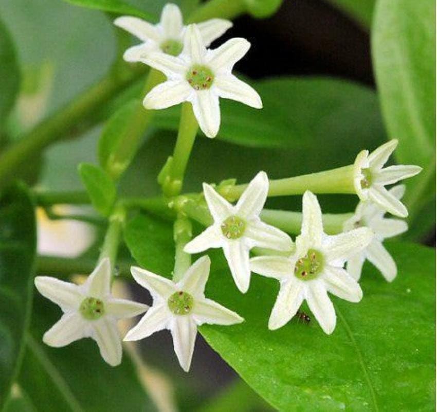 Live Din Ka Raja (Day Blooming Jasmine) Plant | Cestrum diurnum Healthy Fragrant Flowering Plant for Home Garden & Outdoor Décor-image-21