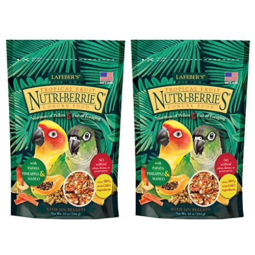 Can Conures eat melon? A Guide to Feeding Your Conure Tame Feathers