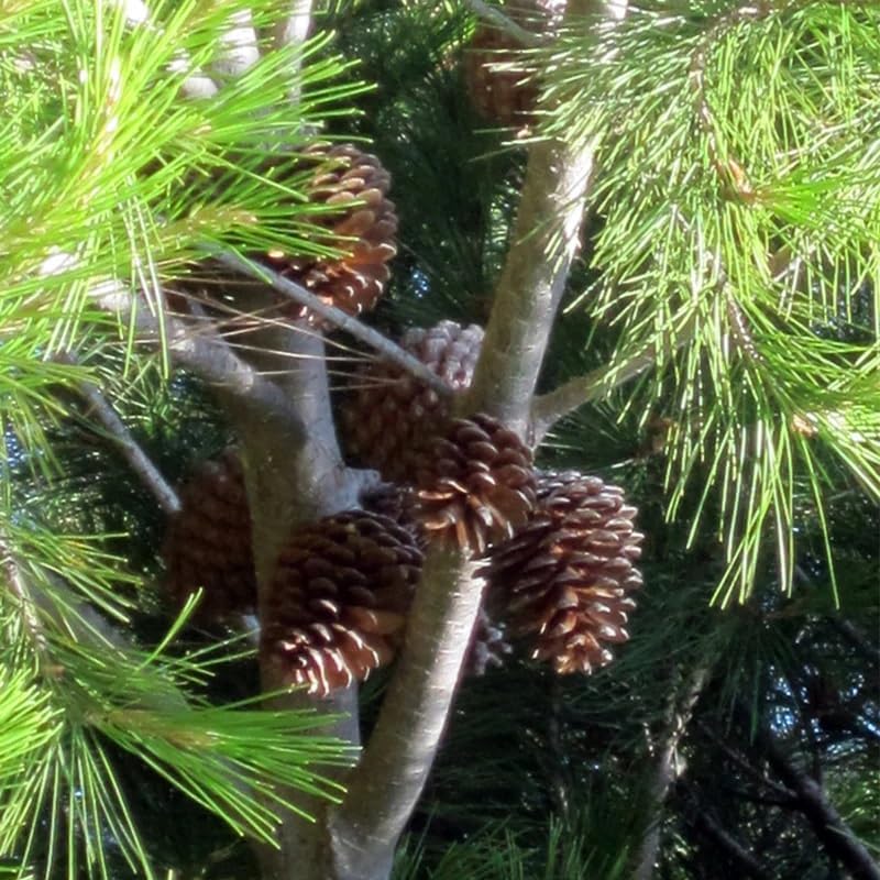 Pinus eldarica (Afgan Pine, Mondell Pine) Tree Seeds, Attractive Appearance, Fast Growth Rate, Seeds by MySeeds.Co, You Choose The Amount (1/2 LB)