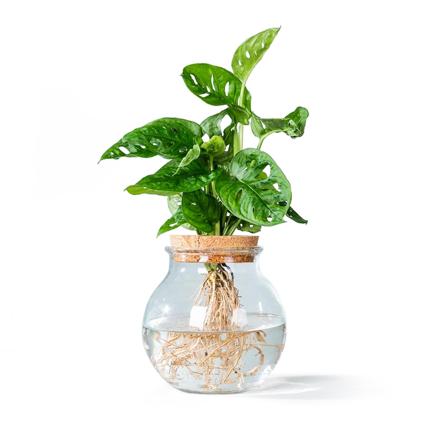 WL Plants Monstera Adansonii Hydroponic Glass Test Pot, Propagation  Station, Indoor Plants, Diameter 12 cm, Height  20 cm, Test Tube Vase, in  Spherical Glass Including : Amazon.com.be: Garden