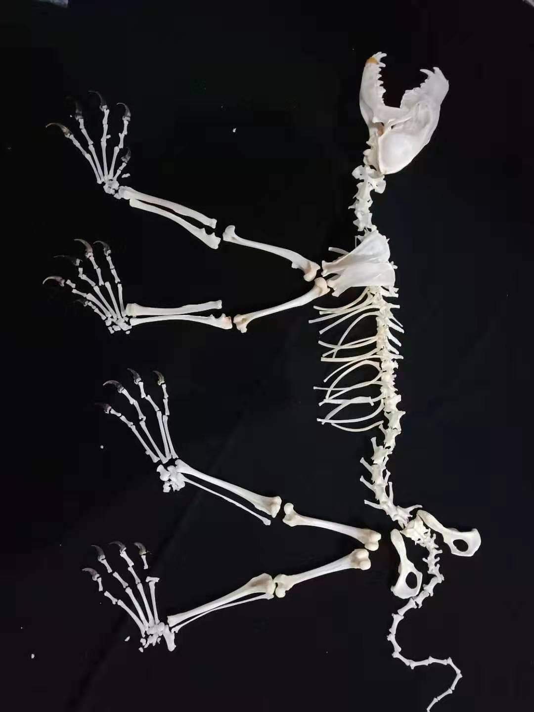 詳細不明です。動物の骨だと思います。商品説明必読お願い致します。 Amazon.co.jp: ぜんぶ絵でわかる9すごい骨の動物図鑑 : 盛口満