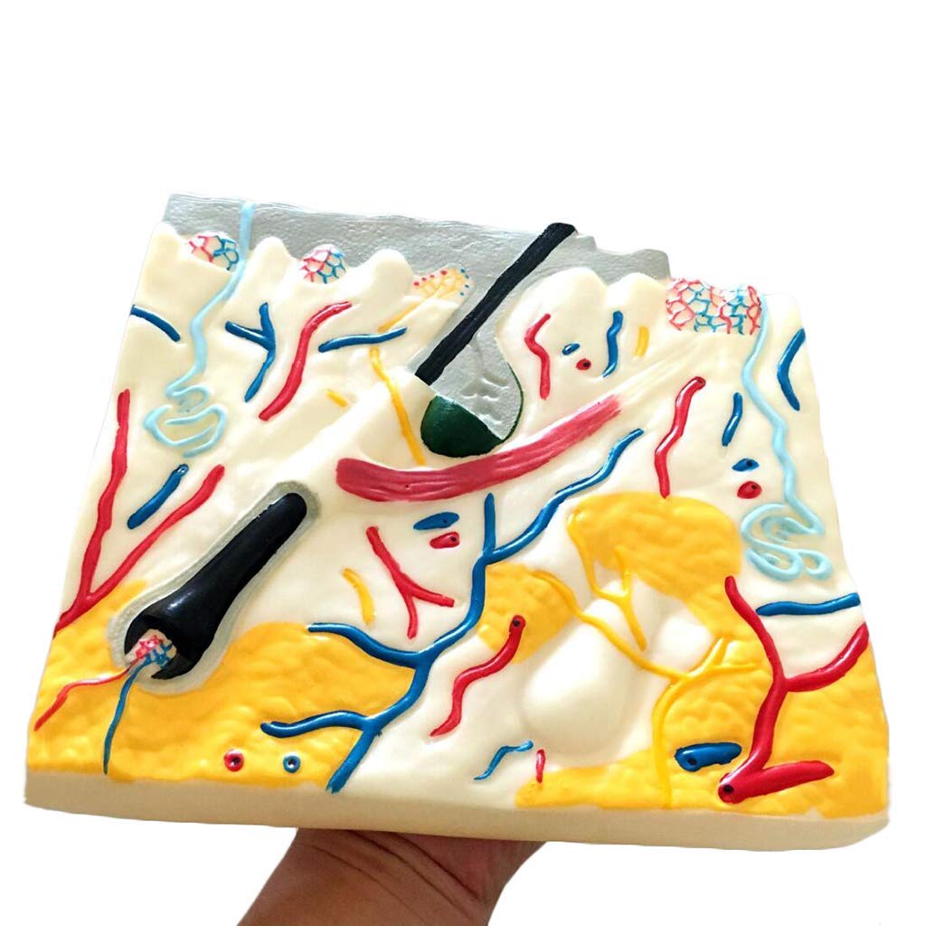 Buy DBSCD Anatomical Skin Model Human Skin Tissue Structure