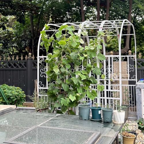 Steel Garden Arbor Arch - 7.5ft High Wedding Arch for Ceremonies & Parties, Metal Trellis for Climbing Plants, Versatile Sizes: 4.6-11ft Wide (Black, W5.9ft x H7.5ft)