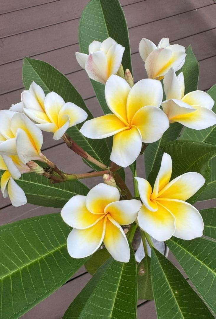 Amazon.co.jp: プルメリア 白と黄色の花 挿し木苗 : ホビー