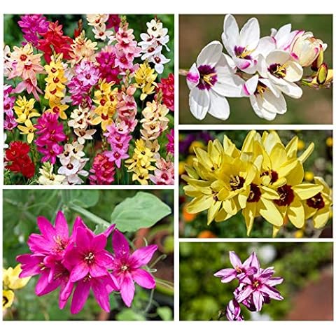 20x Ixia Mixed Bulbs for Beautiful Gardens Cover