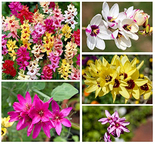 20x Ixia Mixed Bulbs African Corn Lily Mix Multi-Coloured Flowers Beautiful Autumn Planting Garden Perennial Plant Size 5/6