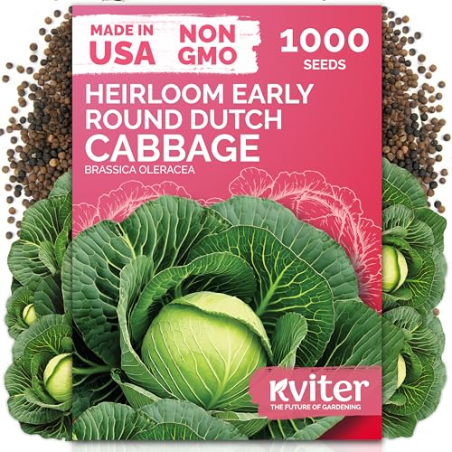 KVITER 1000 Early Round Dutch Cabbage Seeds (Brassica Oleracea) - Cold Tolerant Round Dutch Cabbage Compact Green Heads Non-GMO Seed Packets - Vegetable Seeds for Home Garden Small Space Rows